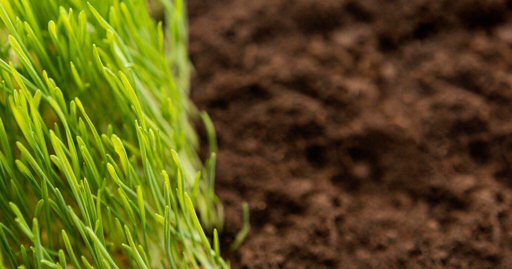 Healthy grass roots next to soil, the root zone core aeration opens up